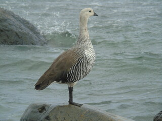 Caiquen Magallane's Goose