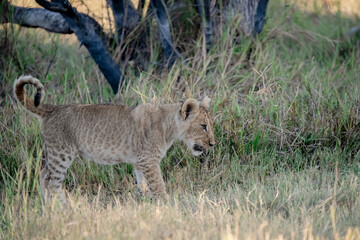 Lions in BWA