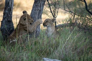Lions in BWA