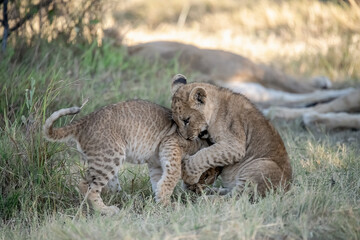 Lions in BWA