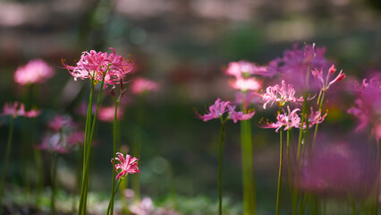 Colorful garlic in the park