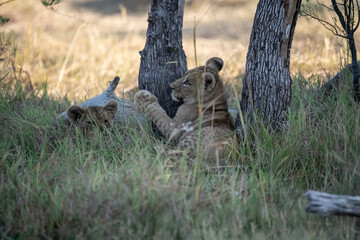 Lions in BWA