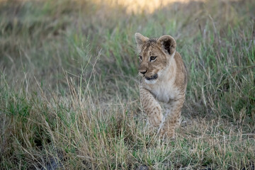 Lions in BWA