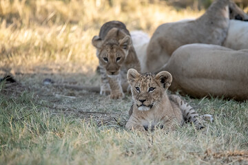 Lions in BWA