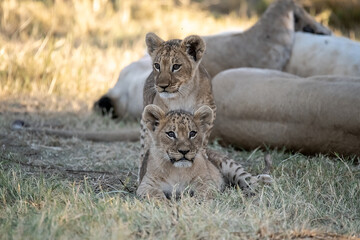 Lions in BWA