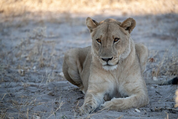 Lions in bwa