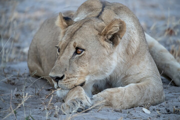Lions in bwa