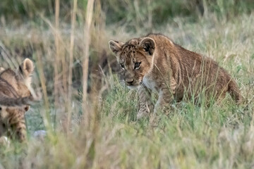 Lions in bwa