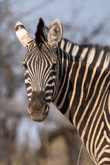 zebra close up