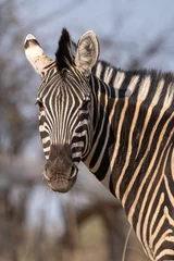 Fotobehang zebra close up © Alexandra