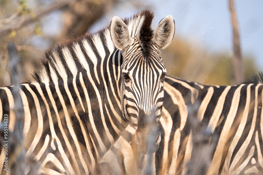Wall mural zebra in the wild
