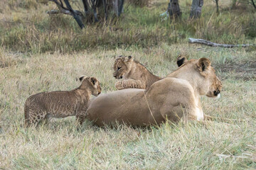 Lions in bwa