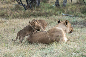 Lions in bwa