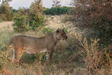 Lions in bwa