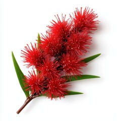 Detailed realistic HD of  red bottlebrush in full bloom