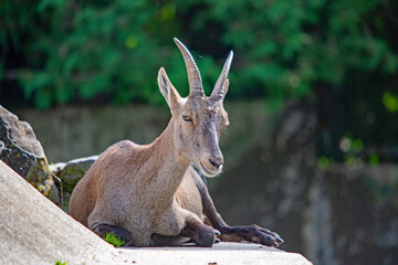 Eine Ziege liegt auf einem Stein im Augsburger Zoo