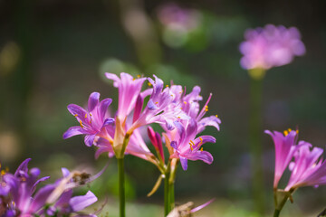 Fototapeta premium Colorful garlic in the park