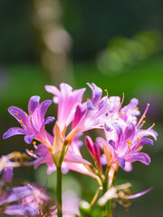 Colorful garlic in the park