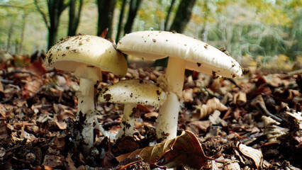 Mushrooms family in Italian mountains at Autumnal season
