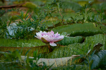 Flor de irupé