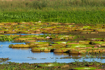 Irupe en río