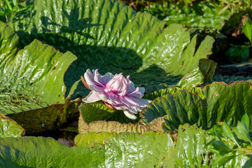 Flor de irupé