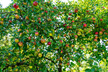 Red apples on the tree. Nature grow. Green branch. Farm apple tree plant