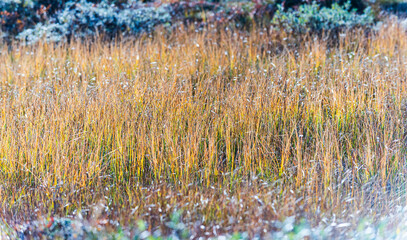 A shot of yellow grass in autumn in northern Sweden. Abisko National Park