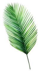 Obraz premium PNG Coconut palm leaf green plant tree.