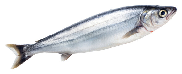 Fototapeta premium PNG Hand hold dead mackerel fish seafood sardine animal.