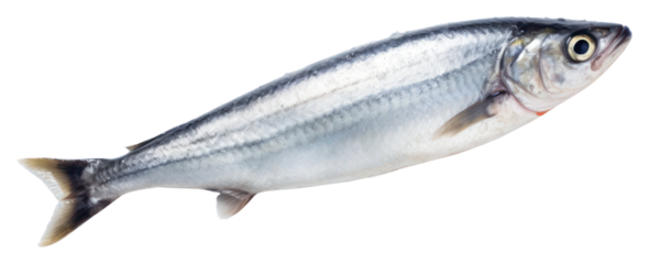 PNG Hand hold dead mackerel fish seafood sardine animal.