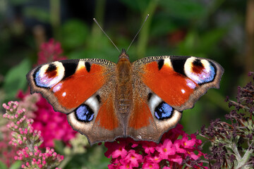 Peacock butterfly (Aglais io) on pink summer lilac (buddleja davidii) close-up