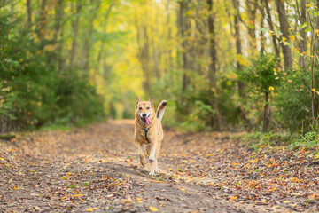Dog in autumn leaves. Fall