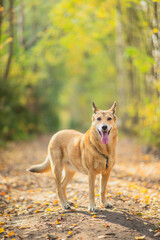Dog in autumn leaves. Fall