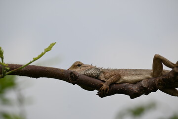 Chameleons on the tree branch. It is a reptile animal. It is an animal of the  Chamaeleonidae family. Its other name chamaeleons. This animal is master at changing colors.