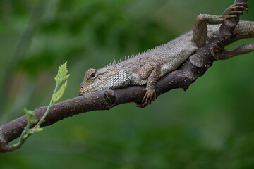 Chameleons on the tree branch. It is a reptile animal. It is an animal of the  Chamaeleonidae family. Its other name chamaeleons. This animal is master at changing colors.