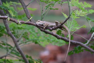 Chameleons on the tree branch. It is a reptile animal. It is an animal of the  Chamaeleonidae family. Its other name chamaeleons. This animal is master at changing colors.