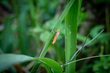 Bothrogonia perched on green leaves