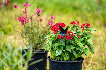 flower in a pot with a butterfly 