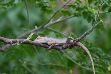Chameleons on the tree branch. It is a reptile animal. It is an animal of the  Chamaeleonidae family. Its other name chamaeleons. This animal is master at changing colors.