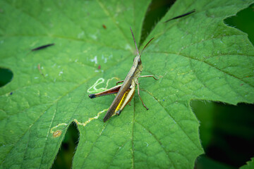 grasshopper perched on green leaves