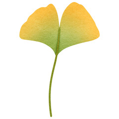 Ginkgo Biloba Leaf