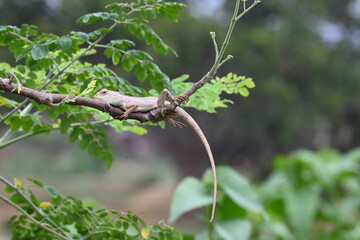 Chameleons on the tree branch. It is a reptile animal. It is an animal of the  Chamaeleonidae family. Its other name chamaeleons. This animal is master at changing colors.