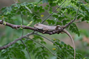 Chameleons on the tree branch. It is a reptile animal. It is an animal of the  Chamaeleonidae family. Its other name chamaeleons. This animal is master at changing colors.