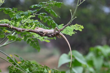 Chameleons on the tree branch. It is a reptile animal. It is an animal of the  Chamaeleonidae family. Its other name chamaeleons. This animal is master at changing colors.