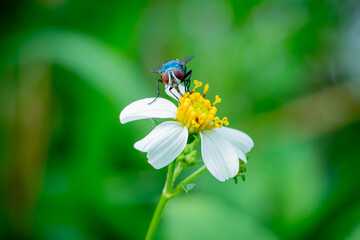 housefly or blue bottle fly that perched on leaves and tree trunks in a park