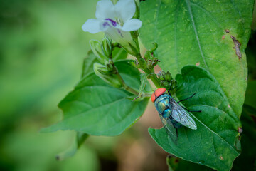 housefly or blue bottle fly that perched on leaves and tree trunks in a park