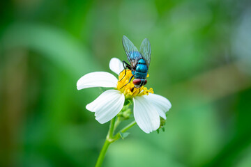 housefly or blue bottle fly that perched on leaves and tree trunks in a park