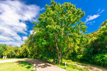 The close background of the green rice fields, the seedlings that are growing, are seen in rural areas as the main occupation of rice farmers who grow rice for sale or living.