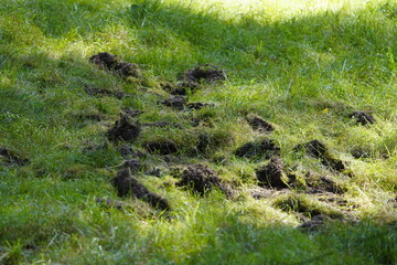 
Here wild boars (Sus scrofa), also known as the wild swine, have searched for food in the forest floor and disturbed the soil. Priborn, Mecklenburg-Vorpommern, Germany,

